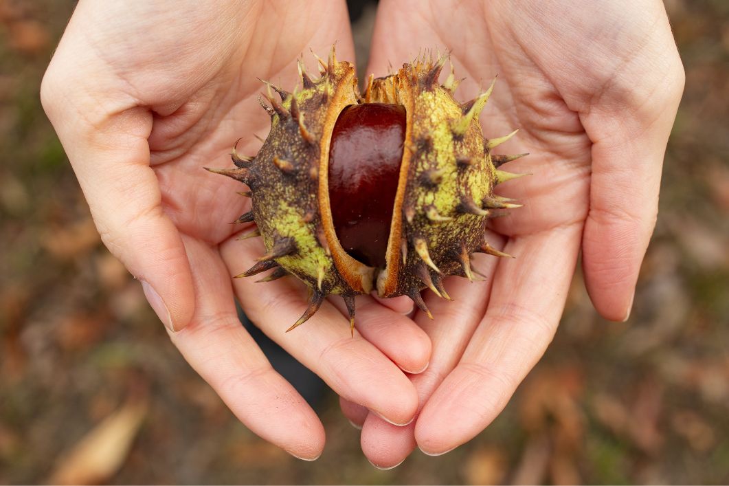 castagne